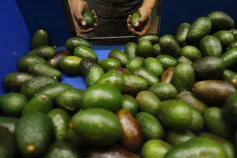 U.S., Mexico settle avocado spat, Mexican president criticizes .